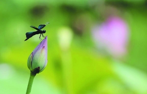 10668071_107202 10668071_107202